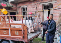 两头猪被偷3个月找回时胖了100斤 始料未及真相简直太意外了