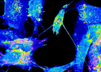 科研人员活体中捕捉到隧道纳米管 背后真相实在让人惊愕
