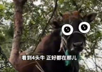 女生户外徒步触发支线找牛任务 究竟是怎么回事？