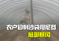 农户自制沙袋阻尼器抵御暴风 使得大棚在暴风中屹立不倒
