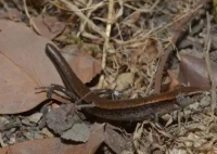 四川发现滑蜥新物种惊艳学界 这也太意外了