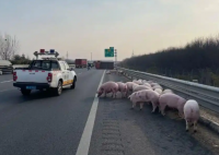 42头猪高速上演“大逃亡” 究竟是怎么回事？