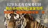 饲养员回应东北虎打针吓到抖 真相简直太恐怖了