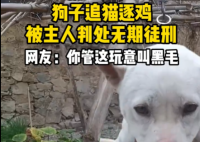 狗子在家追猫逐鸡被主人绑起来 内幕曝光简直太意外了