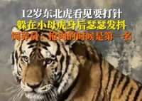 饲养员回应东北虎打针吓到抖 真相简直太恐怖了