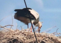 东方白鹳被无人机绞断双腿 背后真相实在让人惊愕