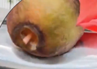 小伙将车停在木棉树下结果悲剧了 不料却遭遇了木棉花的“袭击”