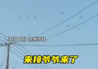 老人去世下葬当天飞来一群仙鹤 事件始末2025最新消息