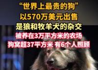 “世界上最贵的狗”卖出570万美元 事件始末2025最新消息