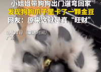 女子遛狗 狗爪夹回一块3克重金豆 事件始末2025最新消息