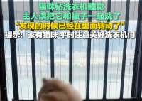 猫在洗衣机里洗了5分钟才被发现 事件始末2025最新消息