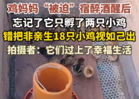 鸡妈妈宿醉酒醒后错把18只鸡仔当娃 画面曝光简直太意外了