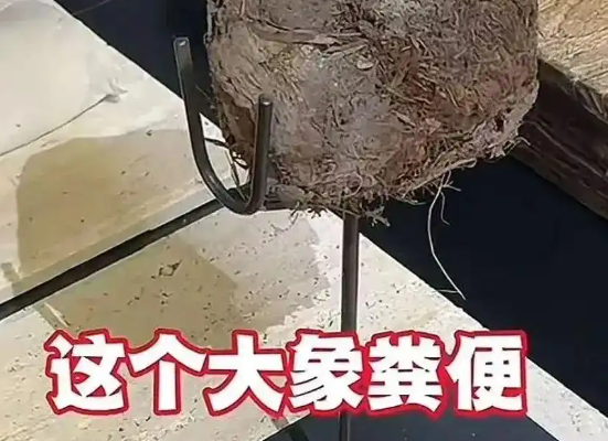上海人均3888吃象粪甜品餐厅已停业 究竟是怎么回事？