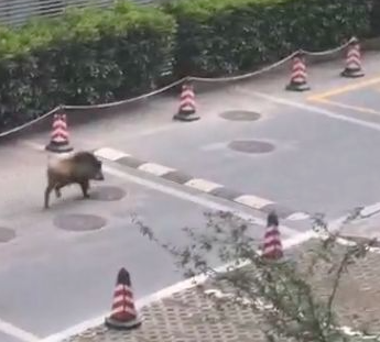 江苏台报道野猪冲进江苏电视台 画面曝光简直太罕见了