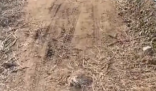 三姐妹给父上坟被炸死 大伯预埋炸药 内幕曝光简直太意外了