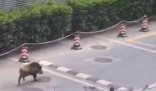 江苏台报道野猪冲进江苏电视台 画面曝光简直太罕见了