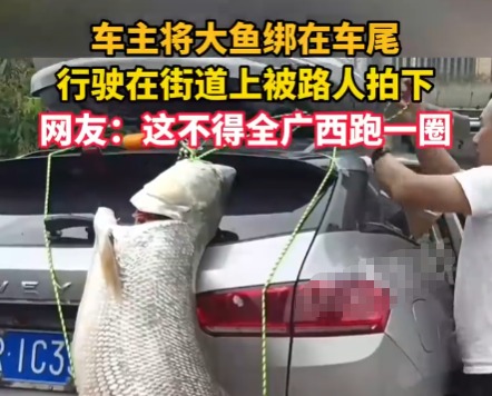 车主钓到巨型大鱼绑车尾炫耀 场面颇为引人注目
