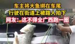 车主钓到巨型大鱼绑车尾炫耀 场面颇为引人注目