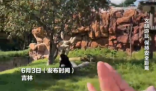 女子在动物园被大猩猩反向投喂 画面曝光简直太有爱了