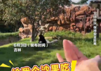 女子在动物园被大猩猩反向投喂 画面曝光简直太有爱了