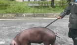 贵州养殖户一百多头猪被洪水冲散 究竟是怎么回事？