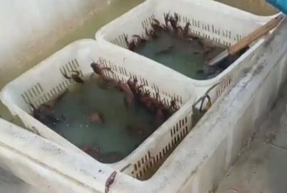4.9分外卖店用草酸洗虾多日不换水 事件始末2025最新消息