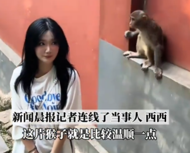 女生投喂黔灵山猴子被扇巴掌 内幕曝光简直太意外了