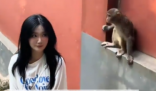 女生投喂黔灵山猴子被扇巴掌 内幕曝光简直太意外了