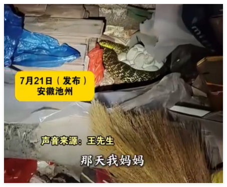 老人在杂物中发现“看家蛇” 其身下竟藏着十几个蛇蛋