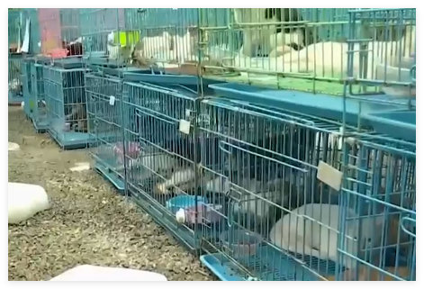 警方拦截违规运猫车救下900余只猫 内幕实在让人惊个呆