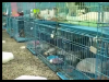 警方拦截违规运猫车救下900余只猫 内幕实在让人惊个呆