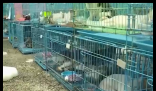 警方拦截违规运猫车救下900余只猫 内幕实在让人惊个呆