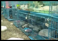 警方拦截违规运猫车救下900余只猫 内幕实在让人惊个呆