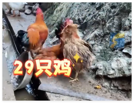 村民离婚因29只鸡怎么分闹上法庭 事件始末2025最新消息