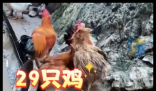 夫妻离婚分鸡多出一只被判吃掉再离 究竟是怎么回事？