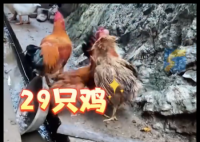 村民离婚因29只鸡怎么分闹上法庭 事件始末2025最新消息