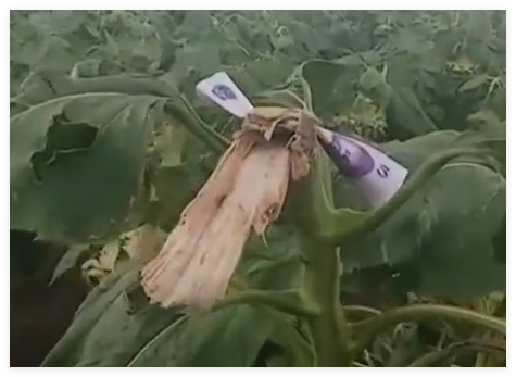 路人摘葵花后在枝头留钱 农户感动 究竟是怎么回事？