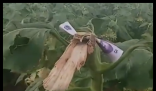 路人摘葵花后在枝头留钱 农户感动 究竟是怎么回事？