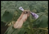 路人摘葵花后在枝头留钱 农户感动 究竟是怎么回事？