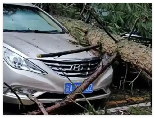3女子贵州买房避暑 被树砸致1死2伤 为什么被砸死？