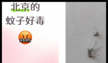 全球“最毒”的蚊子为何批量北上 内幕曝光简直太意外了