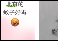 全球“最毒”的蚊子为何批量北上 内幕曝光简直太意外了