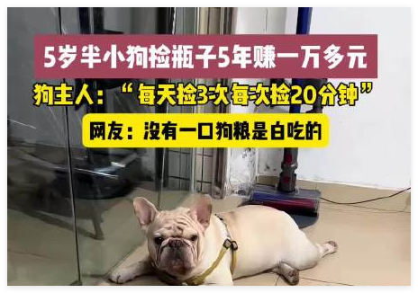 5岁半小狗捡瓶5年攒下万元存款 到底是怎么做到的？