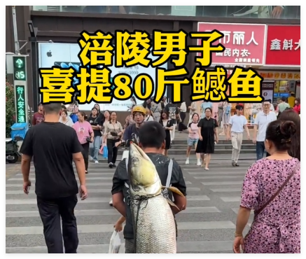 男子背着钓到的79斤鳡鱼在闹市穿行 究竟是怎么回事？