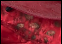 女子结婚8年才发现喜被里有红枣榄子 到底是什么样的？