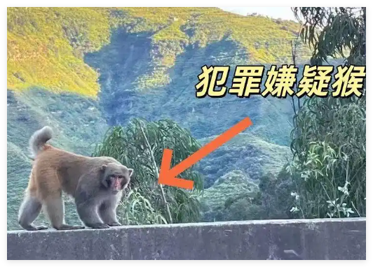 男子路边停车休息遭野猴入车袭击 内幕曝光简直太意外了