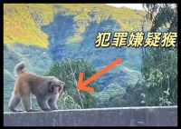 男子路边停车休息遭野猴入车袭击 内幕曝光简直太意外了