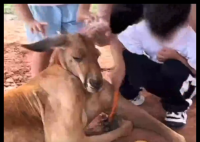 假期动物园内动物已吃出“工伤” 究竟是怎么回事？