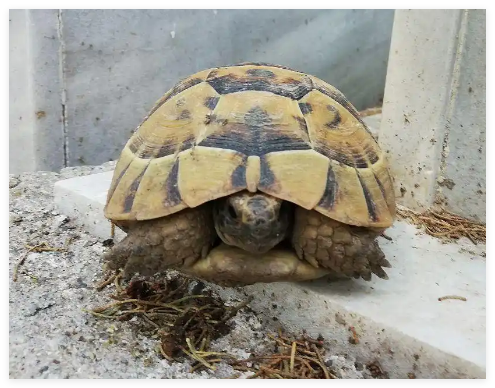 男子捡来的乌龟养了9年胖到爬不动 究竟是怎么回事？