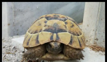 男子捡来的乌龟养了9年胖到爬不动 究竟是怎么回事？